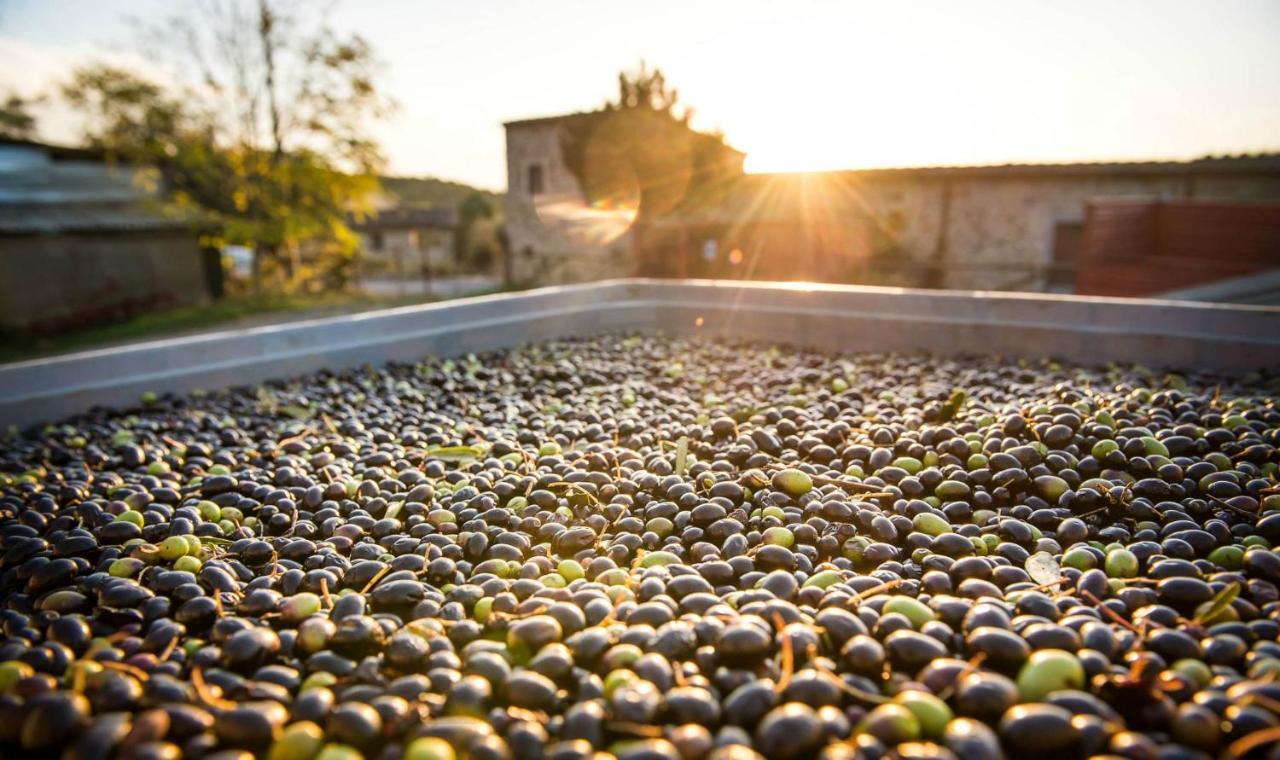 Agriturismo Grossola Castiglione dʼOrcia Dış mekan fotoğraf